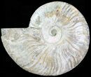 Silver Iridescent Ammonite - Madagascar #61507-1